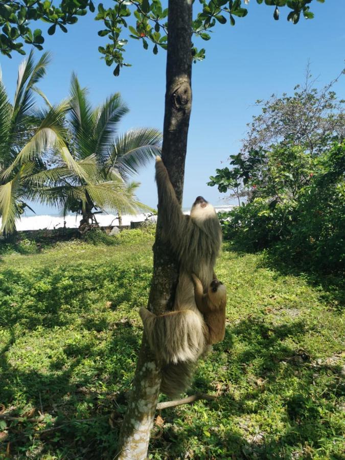 Ocean View Lodge Cahuita Εξωτερικό φωτογραφία